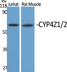 1 - CYP4Z1/2 Polyclonal Antibody AP69423