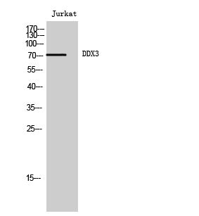 1 - DDX3 Polyclonal Antibody AP69495