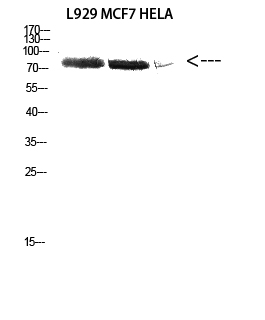1 - DDX3 Polyclonal Antibody AP69495