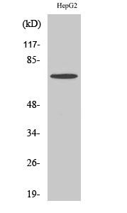 1 - DDX51 Polyclonal Antibody AP69497