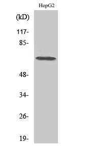 1 - DDX52 Polyclonal Antibody AP69498
