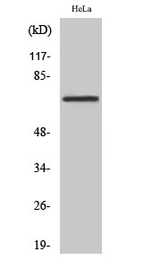 1 - DDX55 Polyclonal Antibody AP69500