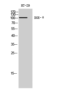 1 - DGK-θ Polyclonal Antibody AP69520