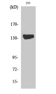 1 - DGK-ι Polyclonal Antibody AP69521