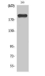 1 - Dio-1 Polyclonal Antibody AP69534