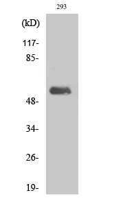 1 - DNA pol λ Polyclonal Antibody AP69561