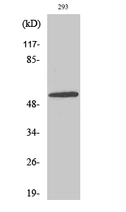 1 - E4BP4 Polyclonal Antibody AP69630