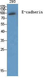 1 - E-cadherin Polyclonal Antibody AP69637