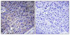 1 - EF-G2 Polyclonal Antibody AP69660
