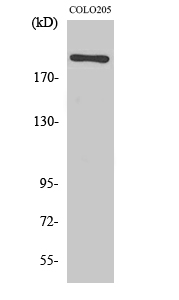 1 - EGFL4 Polyclonal Antibody AP69665