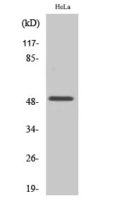 1 - Egr-2 Polyclonal Antibody AP69681