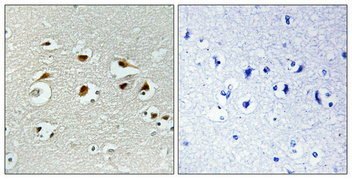 14 - EID-1 Polyclonal Antibody AP69685