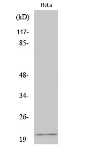 1 - EID-1 Polyclonal Antibody AP69685