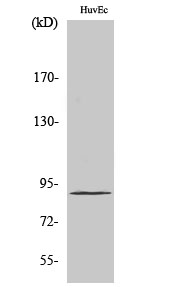 1 - Elongin A1 Polyclonal Antibody AP69715