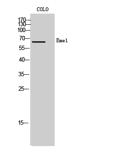 1 - Eme1 Polyclonal Antibody AP69724