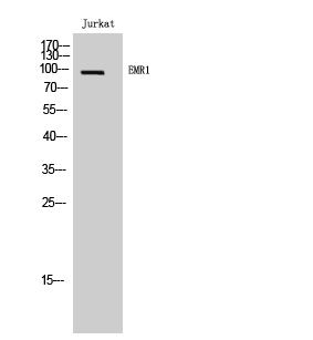 1 - EMR1 Polyclonal Antibody AP69727