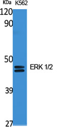 1 - ERK 1/2 Polyclonal Antibody AP69808