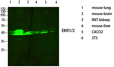 1 - ERK 1/2 Polyclonal Antibody AP69808