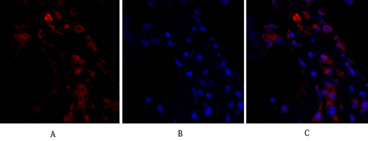 3 - ERK 1/2 Polyclonal Antibody AP69808