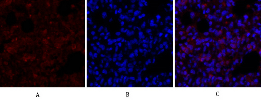 14 - ERK 1/2 Polyclonal Antibody AP69808
