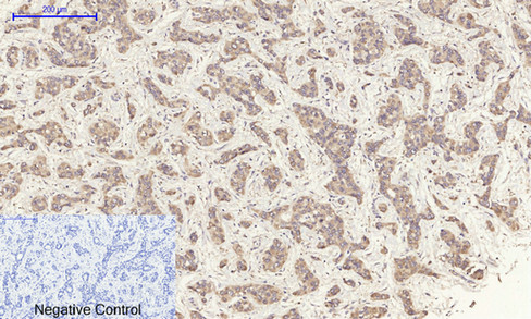 14 - ERK 1/2 Polyclonal Antibody AP69808