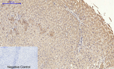 14 - ERK 1/2 Polyclonal Antibody AP69808
