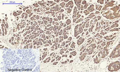 14 - ERK 1/2 Polyclonal Antibody AP69808
