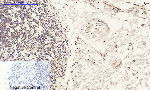 14 - ERK 1/2 Polyclonal Antibody AP69808