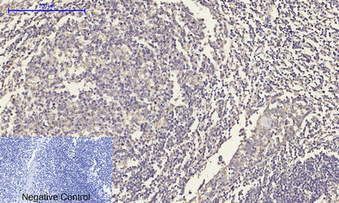 14 - ERK 1/2 Polyclonal Antibody AP69808