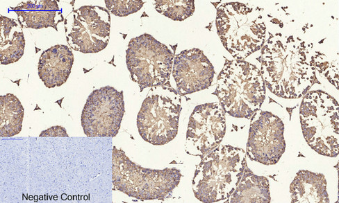 14 - ERK 1/2 Polyclonal Antibody AP69808