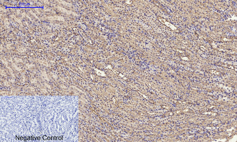 14 - ERK 1/2 Polyclonal Antibody AP69808