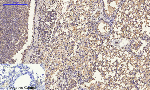 14 - ERK 1/2 Polyclonal Antibody AP69808