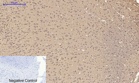 14 - ERK 1/2 Polyclonal Antibody AP69808