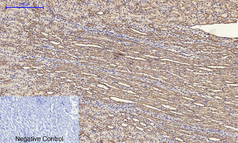 14 - ERK 1/2 Polyclonal Antibody AP69808