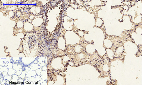 14 - ERK 1/2 Polyclonal Antibody AP69808