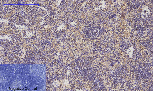 14 - ERK 1/2 Polyclonal Antibody AP69808