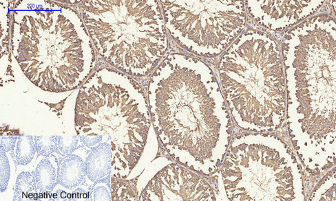 14 - ERK 1/2 Polyclonal Antibody AP69808