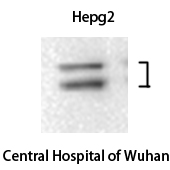 1 - ERK 1/2 Polyclonal Antibody AP69808