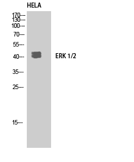 1 - ERK 1/2 Polyclonal Antibody AP69808