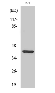 1 - Ethanolamine kinase 2 Polyclonal Antibody AP69824