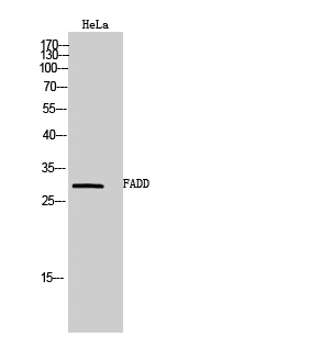 1 - FADD Polyclonal Antibody AP69840