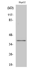 1 - FAST-1/2 Polyclonal Antibody AP69862