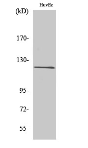 1 - FIR Polyclonal Antibody AP69895