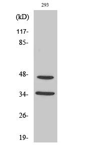 1 - FoxB1/2 Polyclonal Antibody AP69923