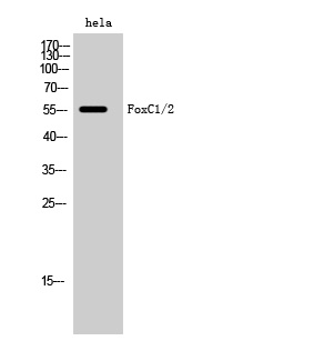1 - FoxC1/2 Polyclonal Antibody AP69925