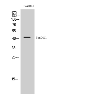 1 - FoxD4L1 Polyclonal Antibody AP69929
