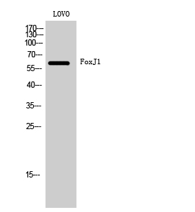 1 - FoxJ1 Polyclonal Antibody AP69934