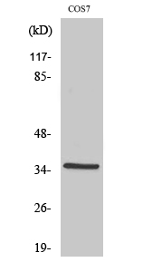 1 - FoxL1 Polyclonal Antibody AP69937