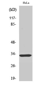 1 - FoxR1 Polyclonal Antibody AP69950