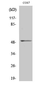 1 - FRS3 Polyclonal Antibody AP69976
